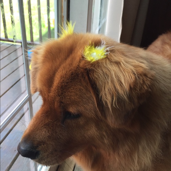 digibm